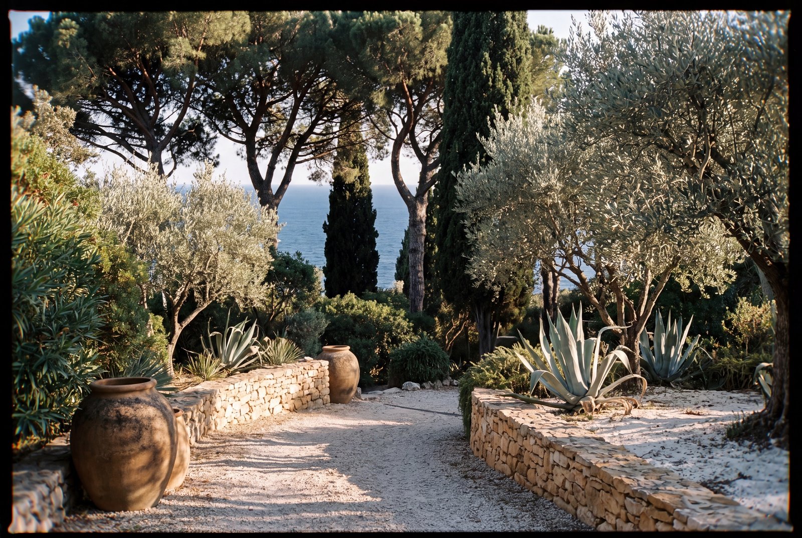 Le jardin d'oliviers au petit matin